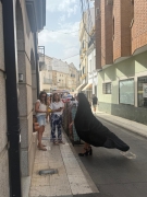 COMERCIO SALE A LA CALLE 8 DE AGOSTO DE 2026